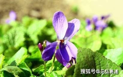 八字七杀格成格与败格怎么论断<strong></p>
<p>币格</strong>，七杀格用神成败