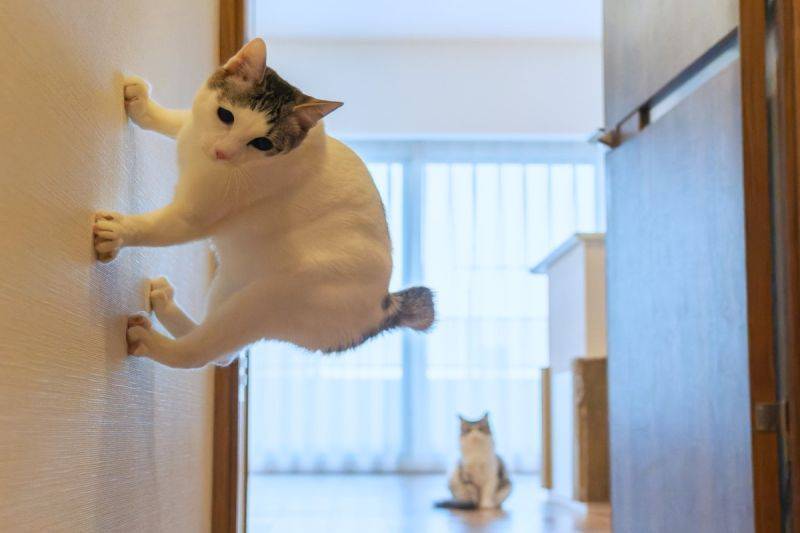 惊见猫咪吸在墙壁上<strong></p>
<p>UMI</strong>！网赞：蜘蛛喵