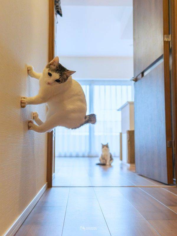 惊见猫咪吸在墙壁上<strong></p>
<p>UMI</strong>！网赞：蜘蛛喵
