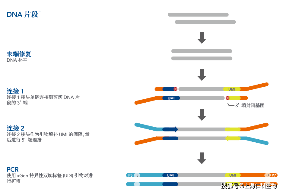 困难样本如何建立高复杂度文库<strong></p>
<p>UMI</strong>？