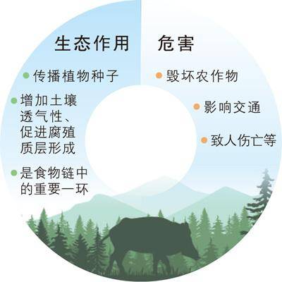 频频“肇事”<strong></p>
<p>etf币</strong>，野猪种群如何调控？