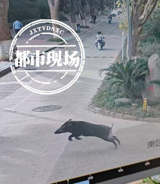 江西一高校惊现野猪<strong></p>
<p>上币精品网</strong>，最后在食堂被成功抓获