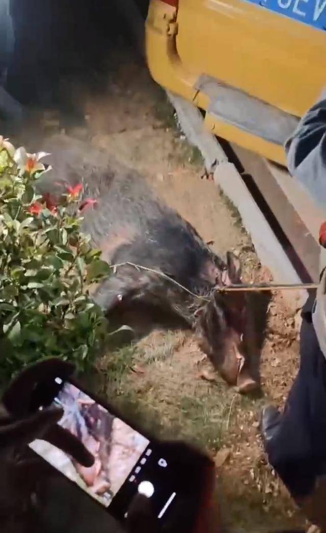 江西一高校惊现野猪<strong></p>
<p>上币精品网</strong>，最后在食堂被成功抓获