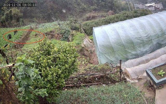 六问“老人在家被野猪咬死”：捕猎队有无授权<strong></p>
<p>炒币软件有</strong>，要担责吗，是否赔偿？