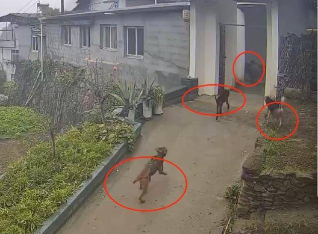 六问“老人在家被野猪咬死”：捕猎队有无授权<strong></p>
<p>炒币软件有</strong>，要担责吗，是否赔偿？