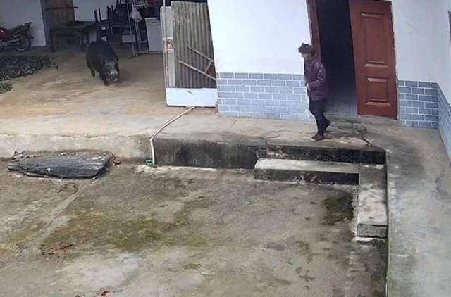 六问“老人在家被野猪咬死”：捕猎队有无授权<strong></p>
<p>炒币软件有</strong>，要担责吗，是否赔偿？
