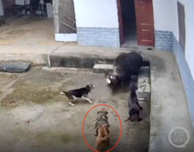 六问“老人在家被野猪咬死”：捕猎队有无授权<strong></p>
<p>炒币软件有</strong>，要担责吗，是否赔偿？