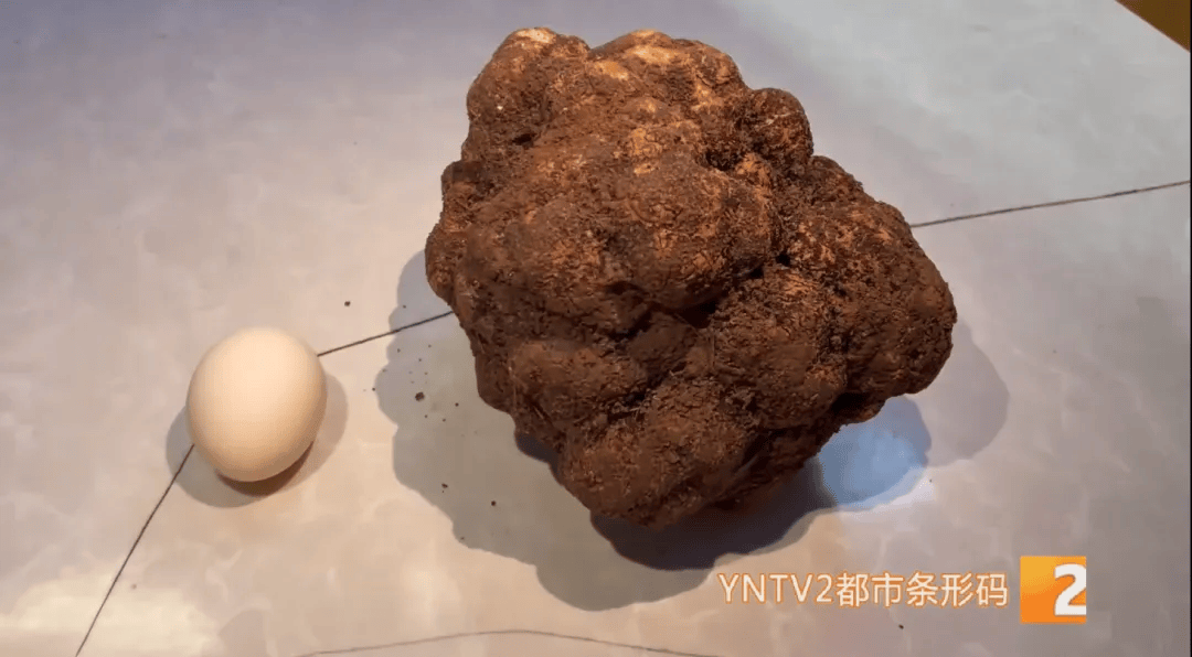昆明一村民挖到1.7公斤超大松露<strong></p>
<p>td币</strong>！“看都看不够”