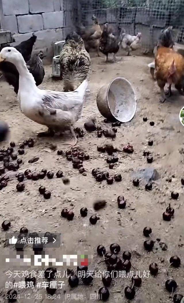 车厘子喂鸡惹争议 四川汉源果农回应：旧视频<strong></p>
<p>wfee币</strong>，喂鸡的是“次果”