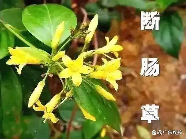 广东一老人买药材煲汤中毒身亡 当地：店铺误售断肠草<strong></p>
<p>币行情app</strong>，老板被拘留