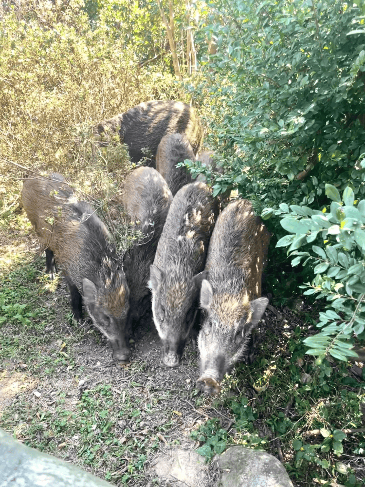 深圳梧桐山网红野猪下崽？市民拍到“一家人整整齐齐”<strong></p>
<p>炒币的网站</strong>，管理处：天天都有人投喂