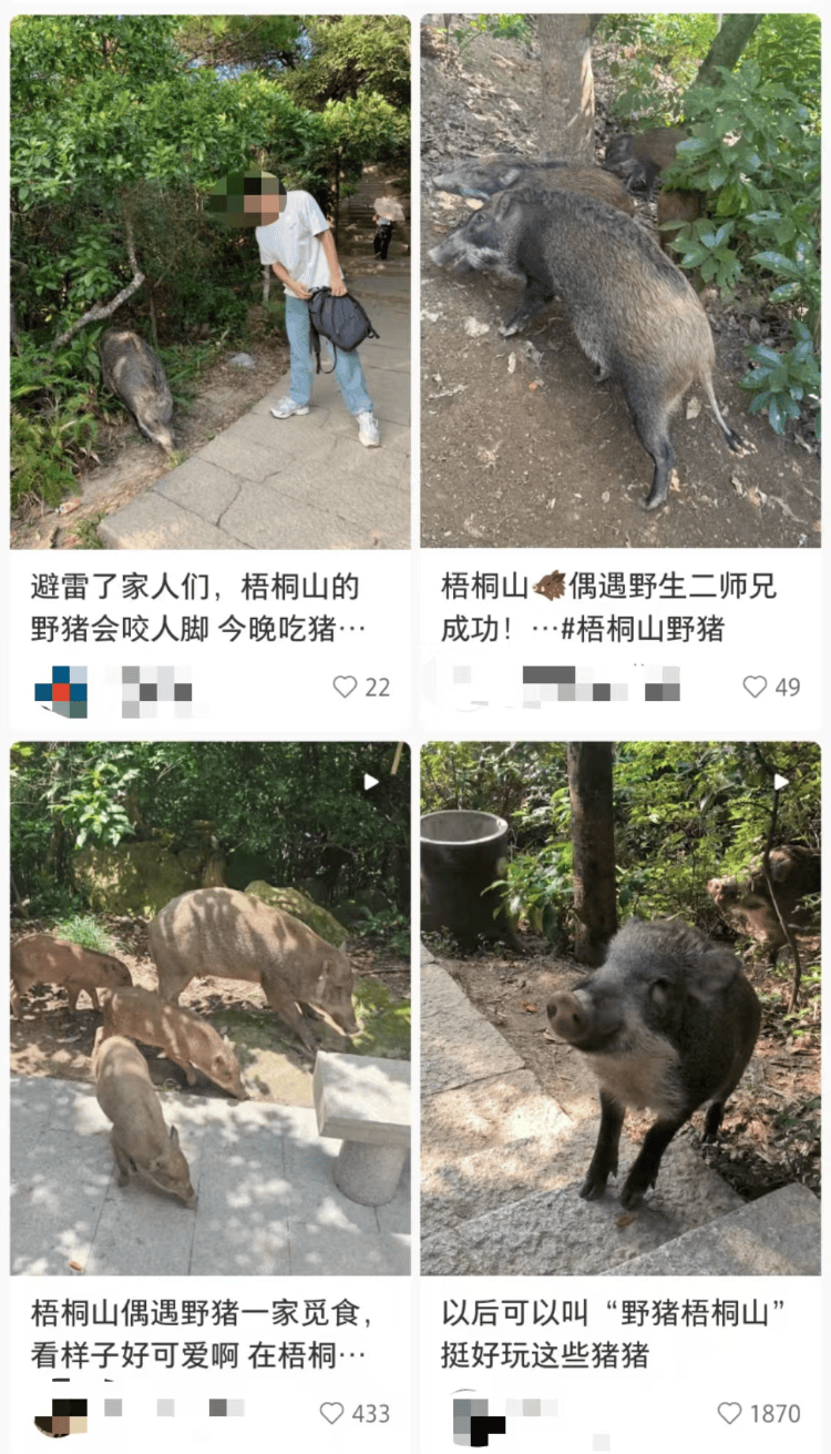 深圳梧桐山网红野猪下崽？市民拍到“一家人整整齐齐”<strong></p>
<p>炒币的网站</strong>，管理处：天天都有人投喂