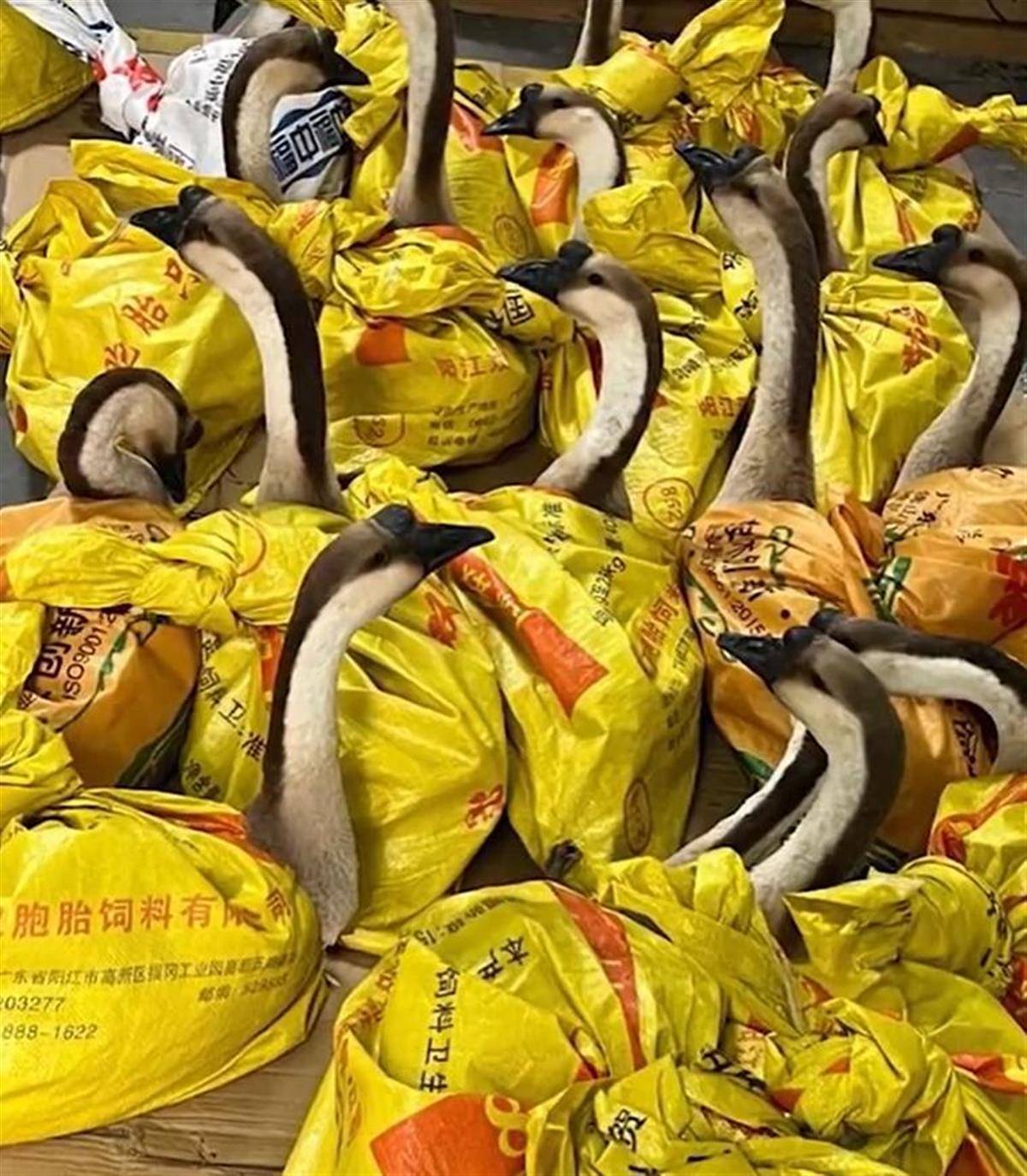 河南一公司给60多名员工每人发一头羊<strong></p>
<p>炒币交流群</strong>，员工：太实在了，跟着老板有肉吃！