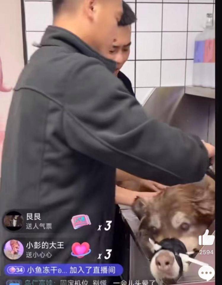 千万粉丝训犬师网红潘宏账号内容被一夜清空<strong></p>
<p>yenten币</strong>，园区所在地官方：正调查
