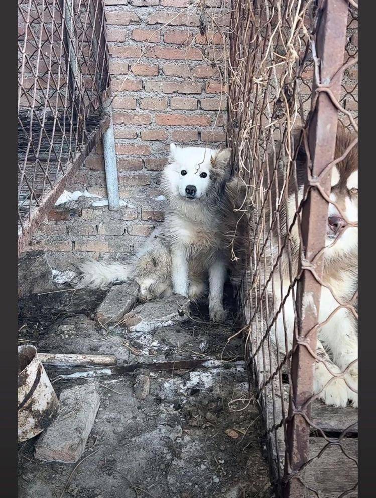 千万粉丝训犬师网红潘宏账号内容被一夜清空<strong></p>
<p>yenten币</strong>，园区所在地官方：正调查