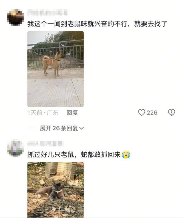 老鼠掉进泳池<strong></p>
<p>烙印币</strong>，广东大叔出动鸡猫狗团队，结果全被老鼠吓跑！网友坐不住纷纷晒战绩