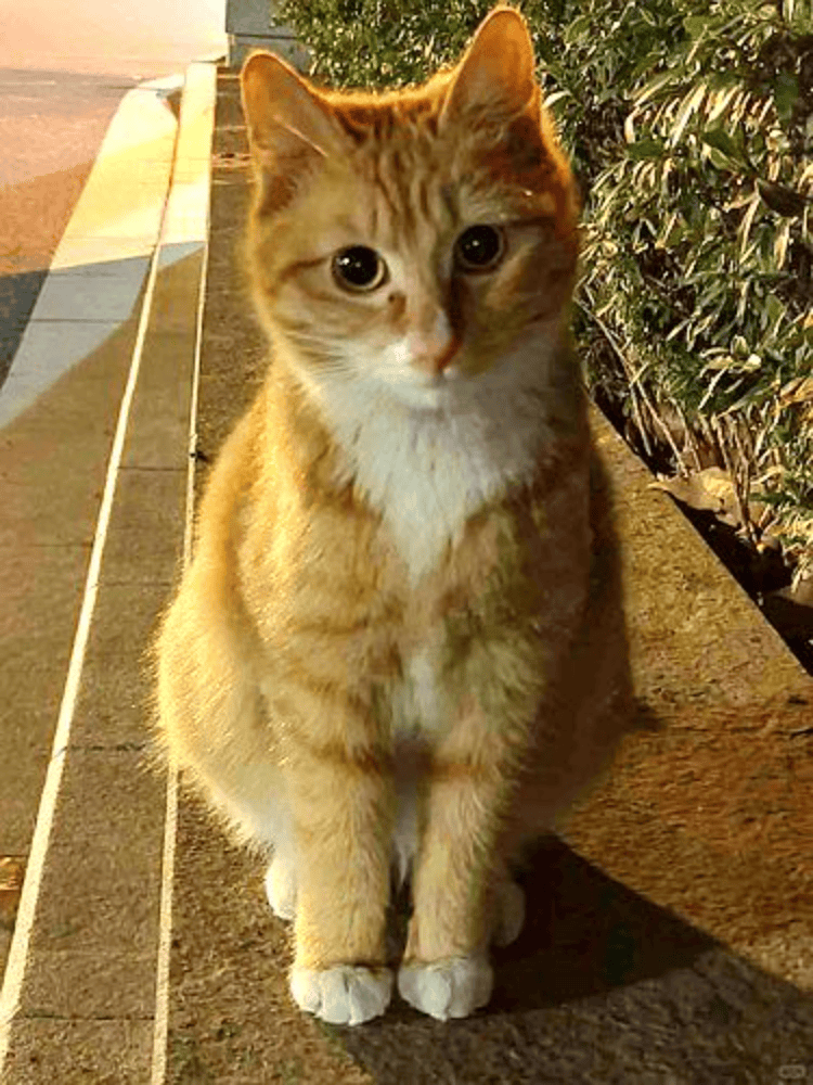 南京大学校庆日“校猫”被钢珠打碎头骨？校保卫处：看了一夜监控<strong></p>
<p>炒币新手学习</strong>，暂未锁定嫌疑人