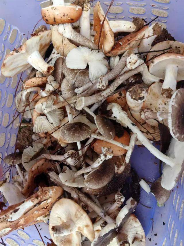 湖南一家6口误食毒蘑菇<strong></p>
<p>币圈视频</strong>，5岁男童不幸去世