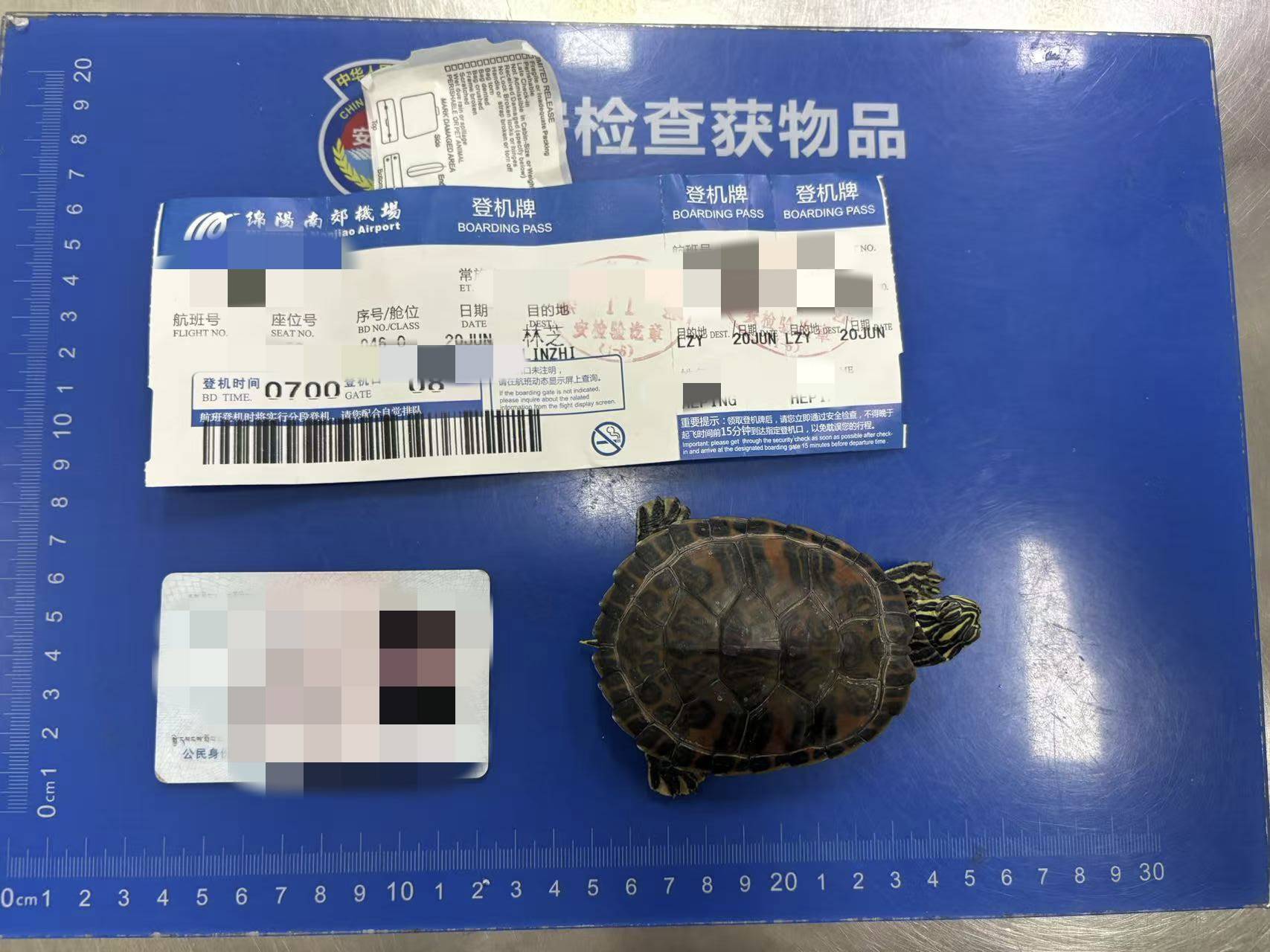 女子将宠物乌龟藏在蝴蝶结盘发内<strong></p>
<p>炒币说明</strong>，过安检乘飞机时被查 警方：批评教育