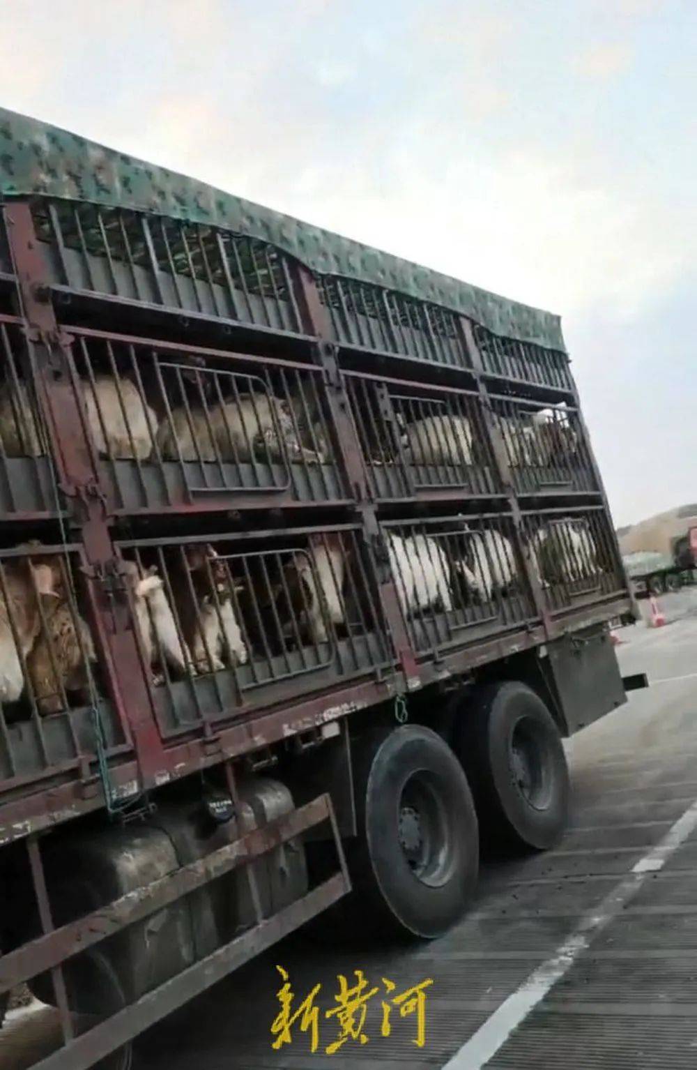 江苏养殖户称543只羊运到贵州遭羊贩盗卖<strong></p>
<p>炒华克金波段</strong>，当地警方立案又撤案，镇政府：双方合作养羊，账目存在分歧引发纠纷