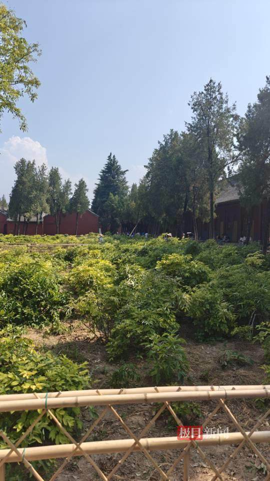 印乐方丈管理下的白马寺：僧人顶着高温种地<strong></p>
<p>碰碰币</strong>，义工称寺里秉承农禅并重