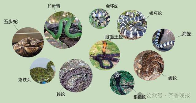 安徽宣城一男子走路玩手机<strong></p>
<p>同方股份股票</strong>，一脚踩中打架的竹叶青和五步蛇，被俩毒蛇咬3口！医院：暂无生命危险，正在治疗