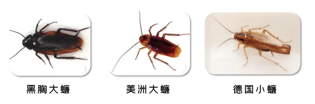 小心<strong></p>
<p>同方股份股票</strong>！你的快递正在“偷渡”小强！