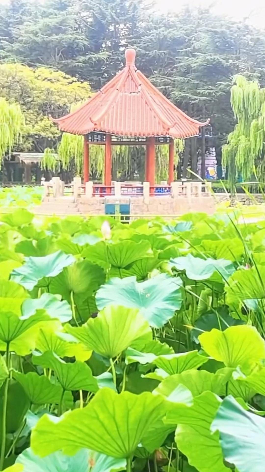 青岛中山公园一凉亭突然倒塌：一年前刚完成修缮<strong></p>
<p>万丰奥威股票</strong>，园方称无伤亡原因待查