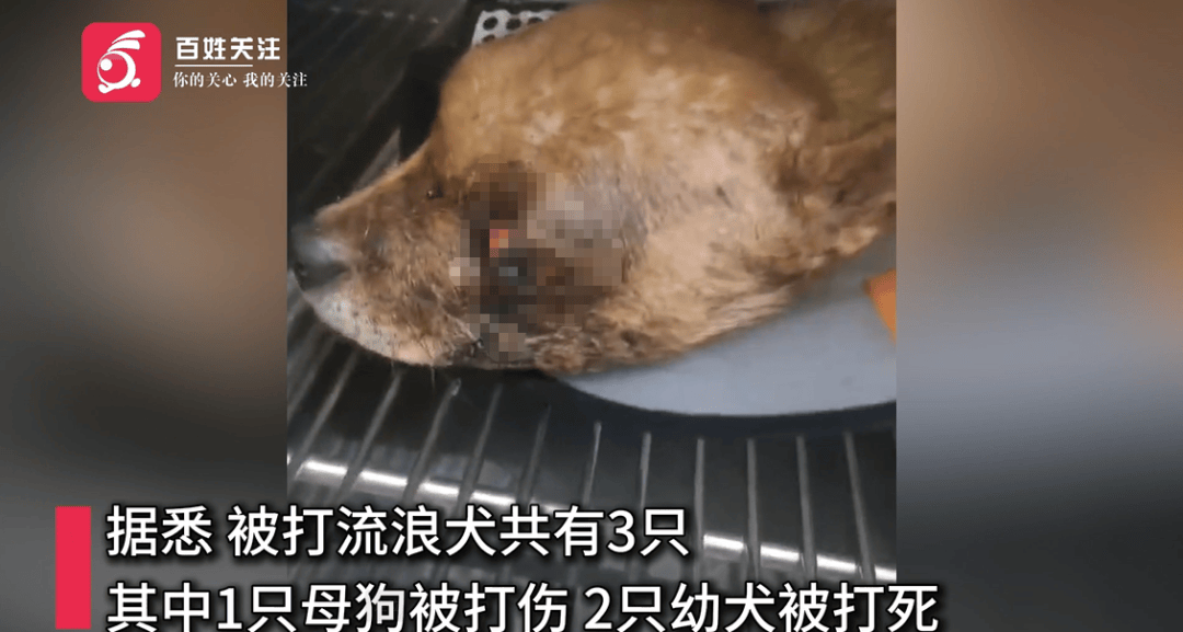 保安称“经常咬人”打死流浪犬<strong></p>
<p>浙江东方股票</strong>，居民上门讨说法：这个门卫穷凶极恶