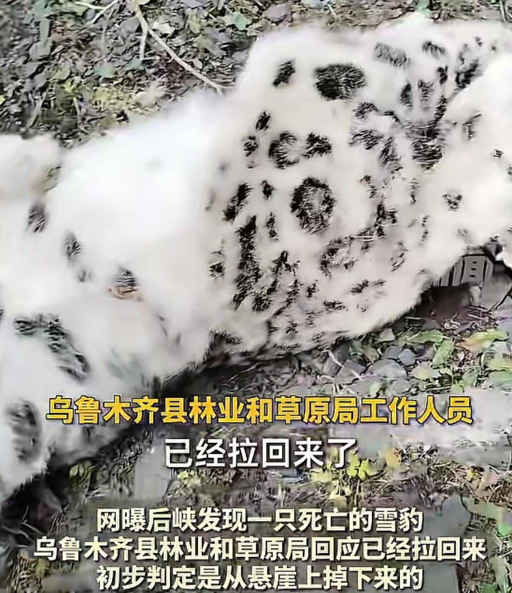 官方回应“乌鲁木齐天山后峡发现一只雪豹”：确认发现雪豹尸体<strong></p>
<p>辉煌科技股票</strong>，已处理完毕