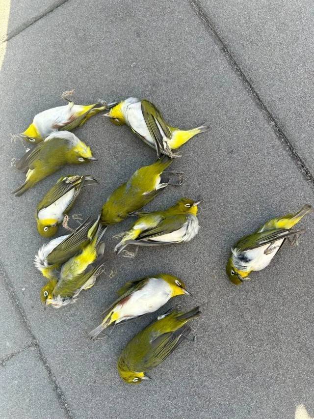 北京一座大厦楼下躺了14只鸟<strong></p>
<p>鱼跃医疗股票</strong>，12只已死亡！元凶竟是玻璃