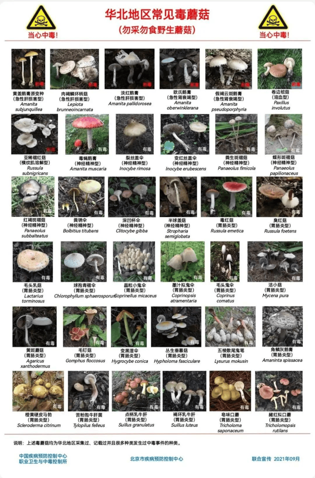 网红发文悼念婆婆：吃了邻居送的蘑菇中毒<strong></p>
<p>鱼跃医疗股票</strong>，抢救四天四夜死亡！这些蘑菇避毒原则可能是陷阱→