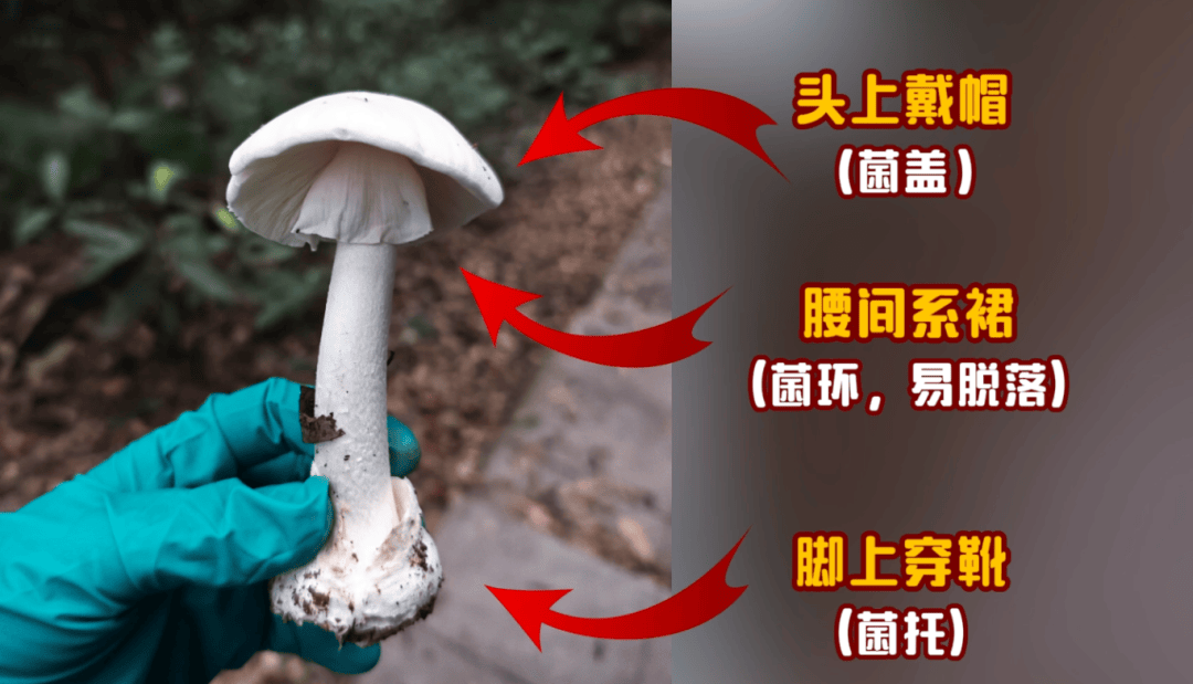 网红发文悼念婆婆：吃了邻居送的蘑菇中毒<strong></p>
<p>鱼跃医疗股票</strong>，抢救四天四夜死亡！这些蘑菇避毒原则可能是陷阱→