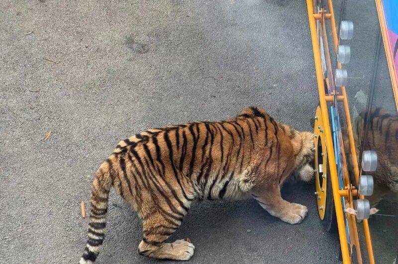 动物园观光车压碎老虎下巴<strong></p>
<p>攀钢钒钛股票</strong>？园方：初步检查未发现重大伤情