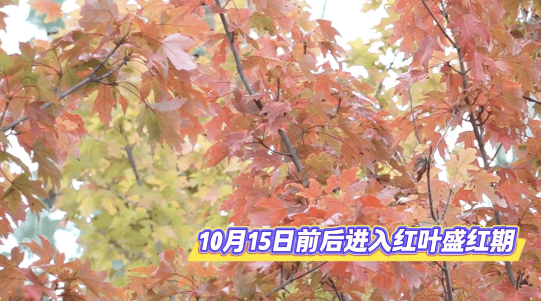 北京将迎新一轮秋雨<strong></p>
<p>新华百货股票</strong>，赏红期预告来了！