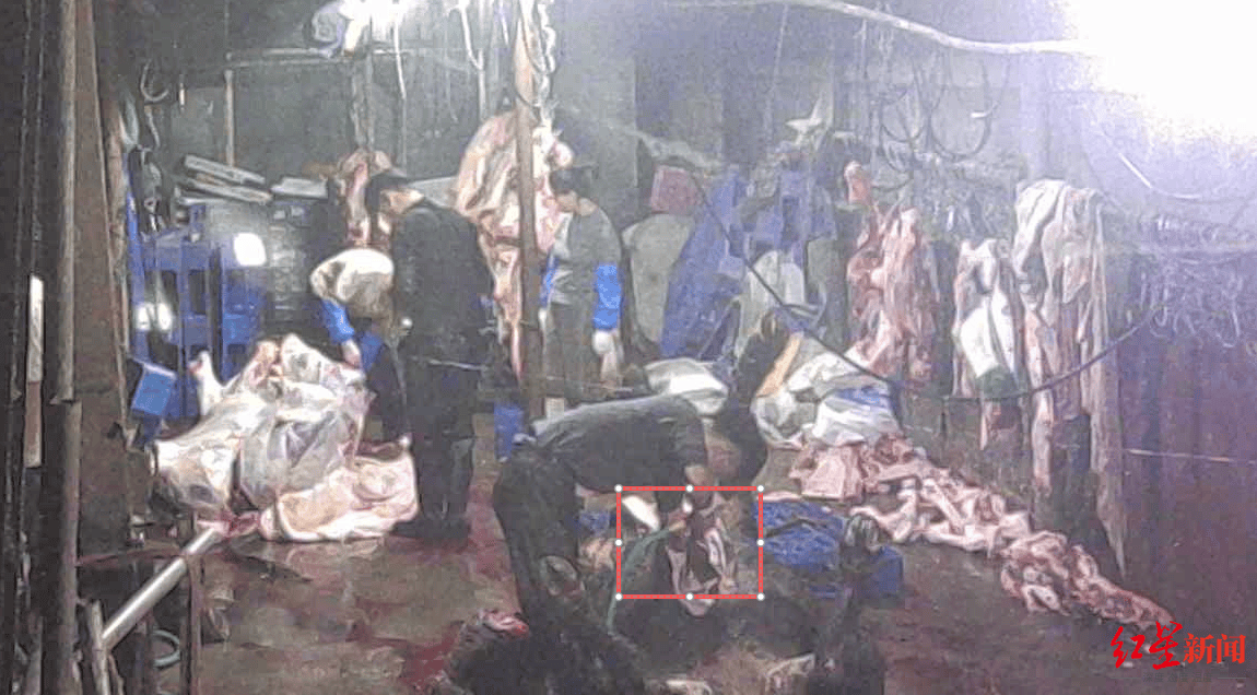 注水牛肉调查：屠宰场藏身农家院<strong></p>
<p>股票论坛网</strong>，深夜切开牛胸注水数分钟，牛肉连夜送批发市场