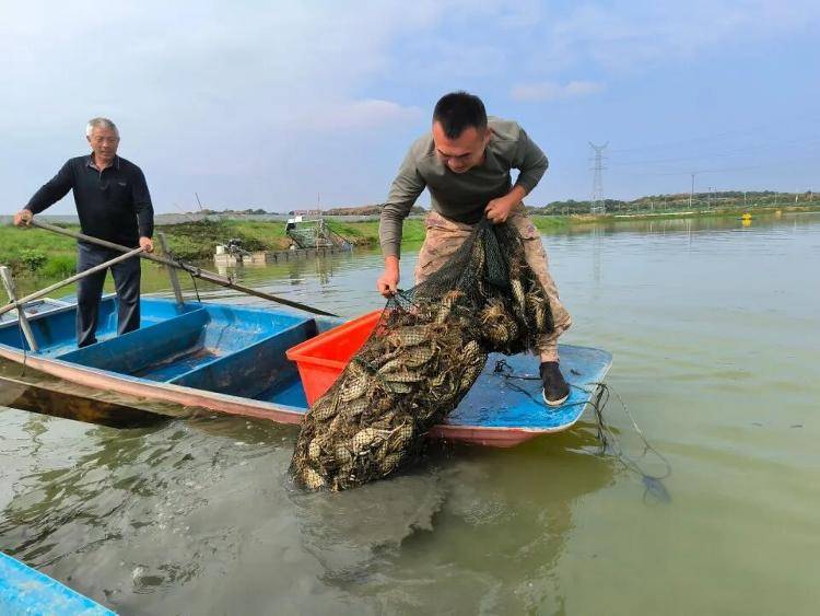 武汉江夏一地大闸蟹大量上市<strong></p>
<p>豪迈科技股票</strong>，日产1000斤当天售完，每只螃蟹有自己的“身份证”，吃深海小黄鱼长大