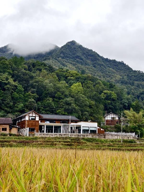 推窗见梯田<strong></p>
<p>云南白药股票</strong>！梧桐山民宿：把日子过成诗
