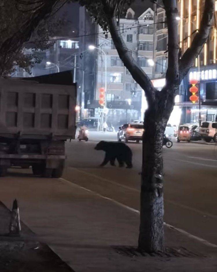 黑熊闯闹市被击毙<strong></p>
<p>三友化工股票</strong>，为何不用麻醉枪？专家回应
