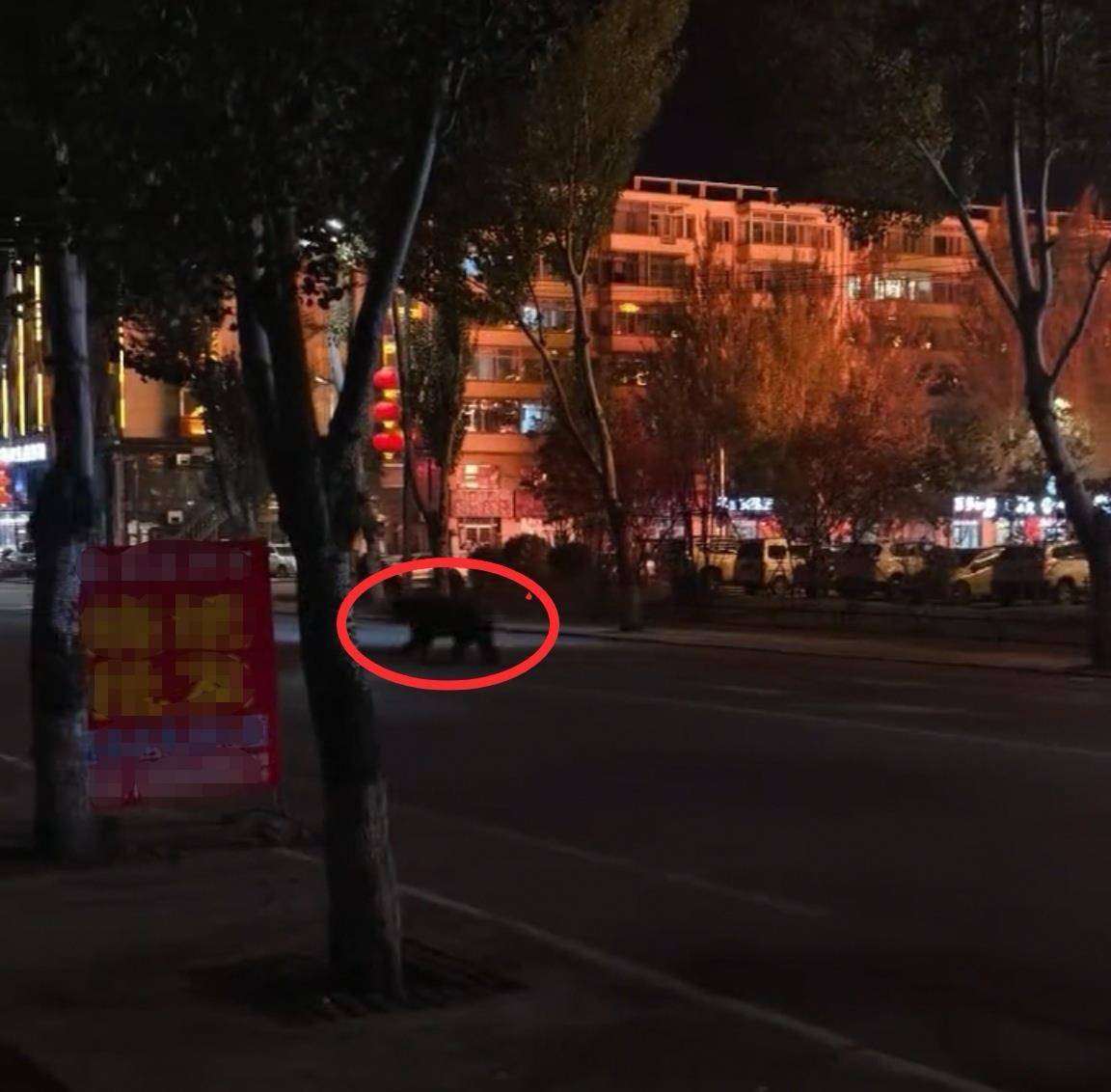 大黑熊夜里独闯黑龙江一县城闹市区<strong></p>
<p>三友化工股票</strong>，警方连开10多枪击毙，回应为何没用麻醉枪