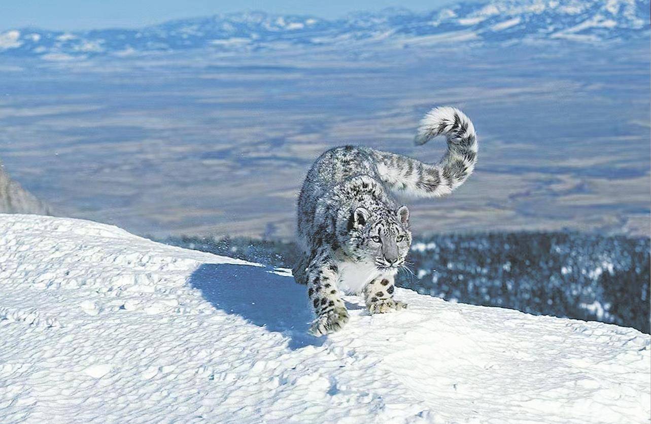 男子猎杀雪豹并剥皮加工<strong></p>
<p>山西汾酒股票</strong>,两月后又猎杀北山羊食用 涉案价值55万元,获刑5年
