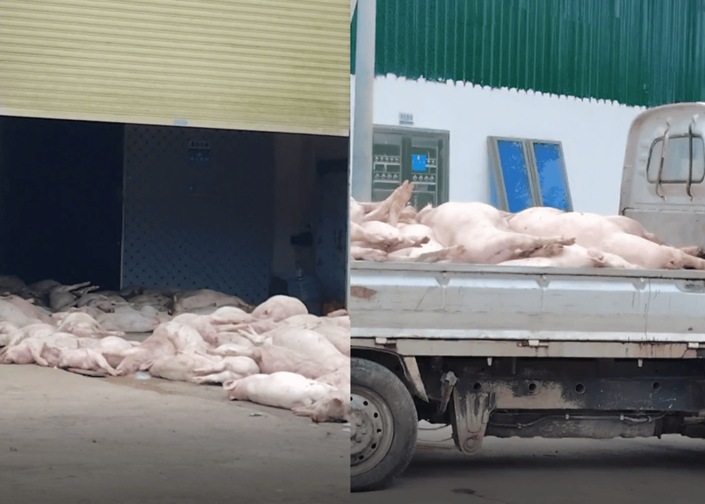 广东一食品企业出现大量死猪事件追踪:公安部门介入侦办<strong></p>
<p>山西汾酒股票</strong>,企业负责人被控制