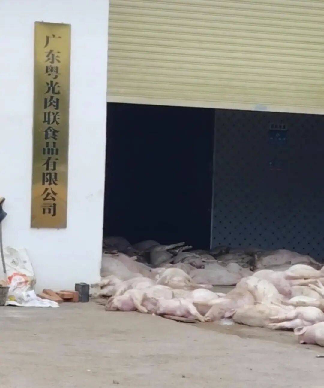 广东一肉联公司门口堆满死猪<strong></p>
<p>英特尔股票</strong>,官方:7人被控制