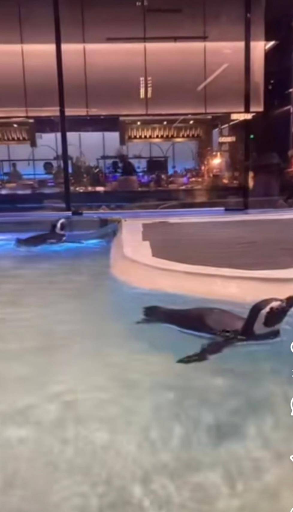 沈阳一洗浴中心养四只企鹅揽客<strong></p>
<p>英特尔股票</strong>,驯养繁殖许可证来自洛阳一家已注销的海洋馆,官方回应:许可证不能租借