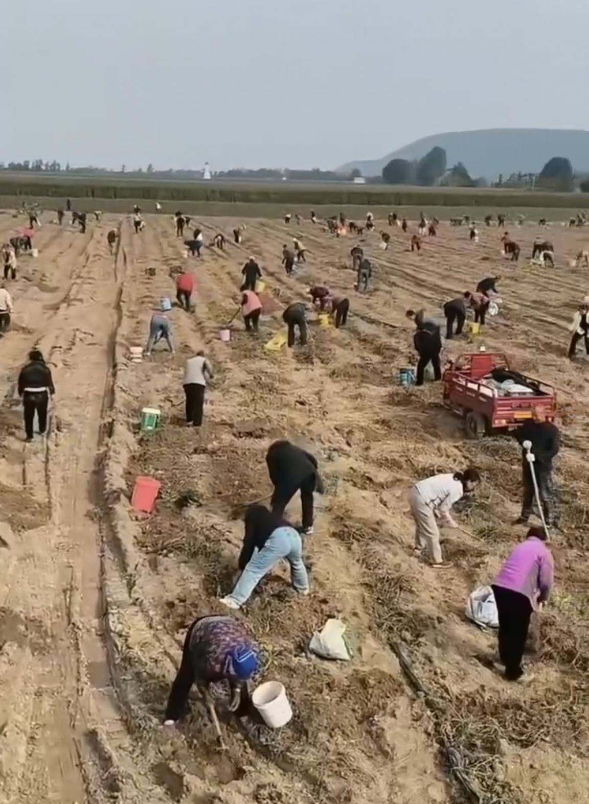 数百人冲进地里捡红薯<strong></p>
<p>乐普医疗股票</strong>，田主称是秋收剩下的，网友：免费翻地，利人利己