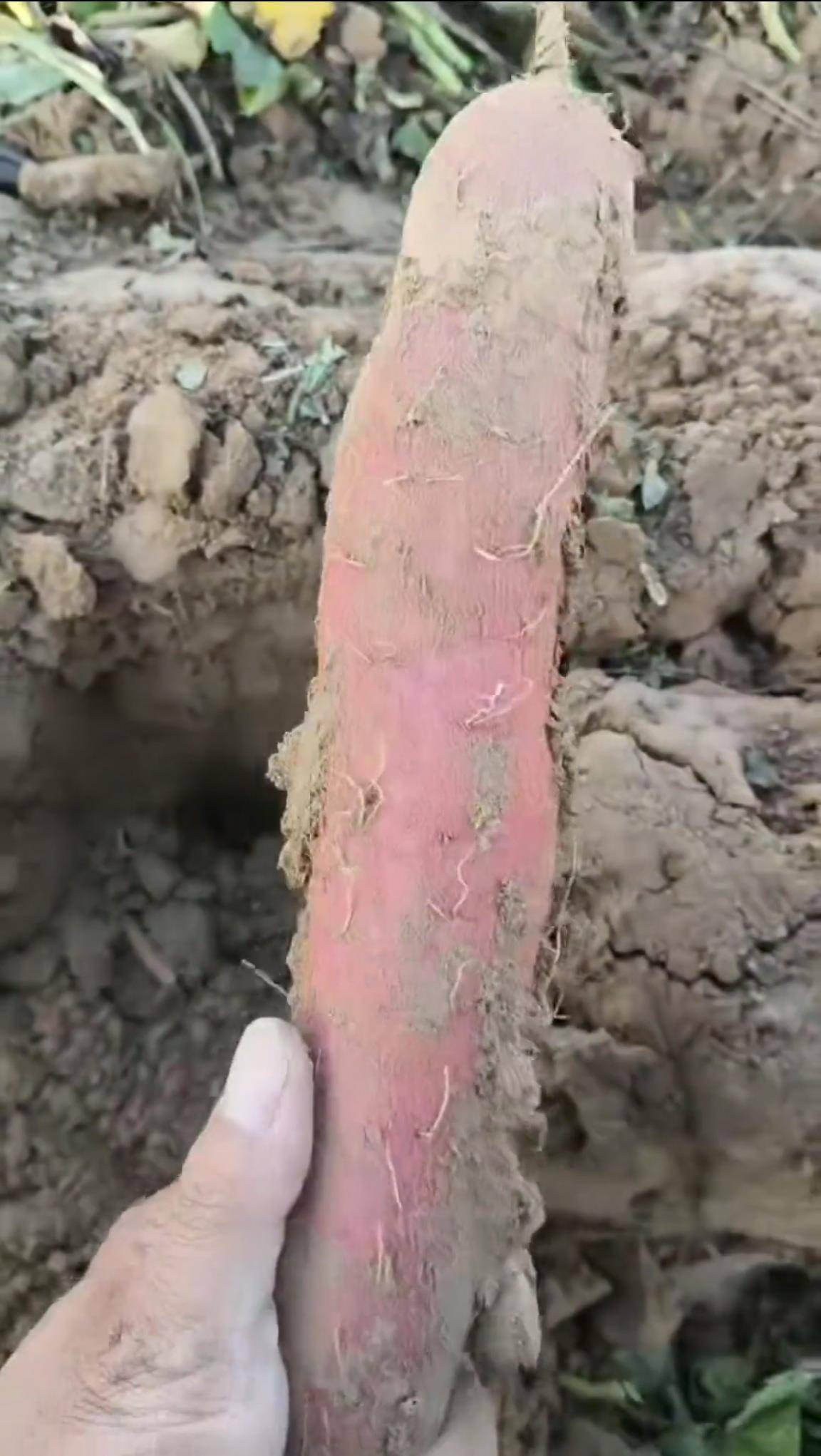 数百人冲进地里捡红薯<strong></p>
<p>乐普医疗股票</strong>，田主称是秋收剩下的，网友：免费翻地，利人利己