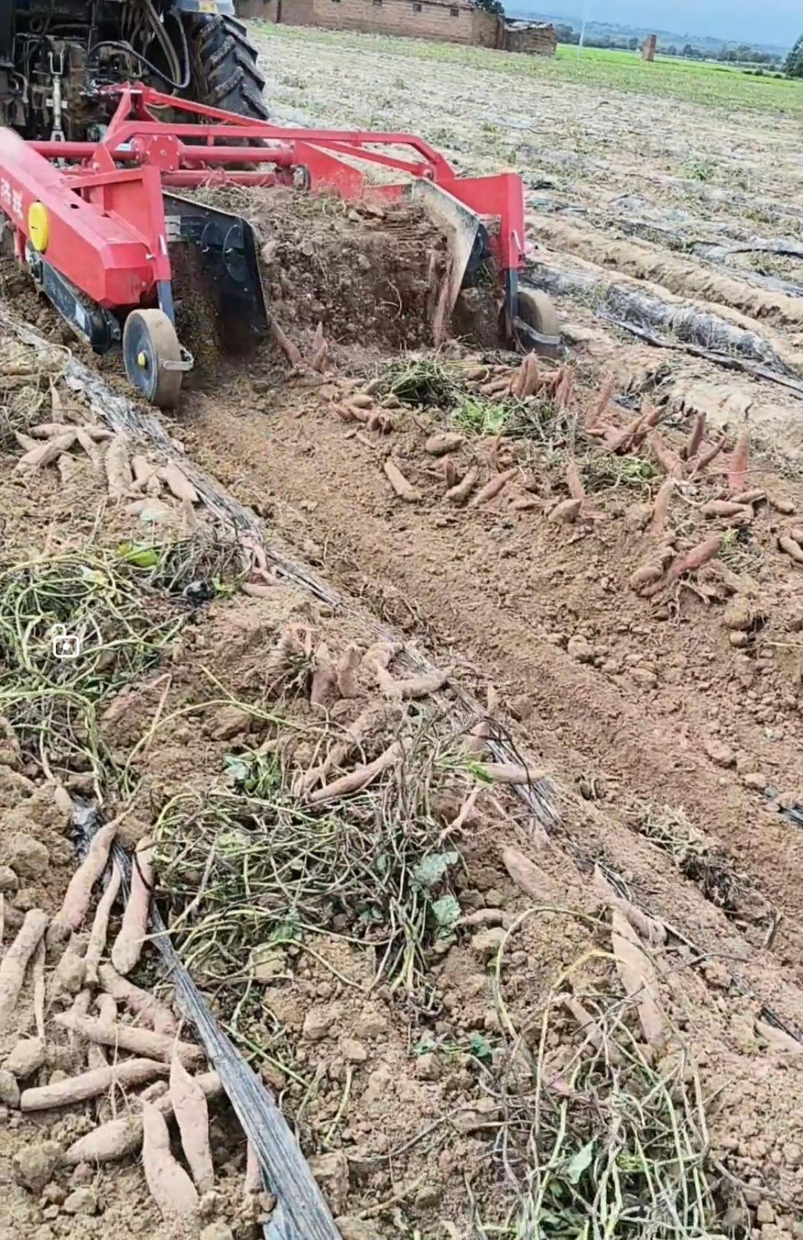 数百人冲进地里捡红薯<strong></p>
<p>乐普医疗股票</strong>，田主称是秋收剩下的，网友：免费翻地，利人利己