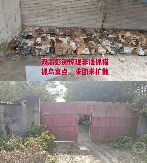 “成都一空置房非法囤猫”？官方通报：共发现被困小猫102只<strong></p>
<p>乐普医疗股票</strong>，未发现虐猫行为