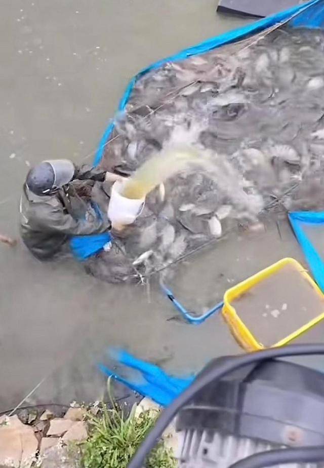 水产市场“麻醉鱼”调查:有商家称麻药有味会换水再卖<strong></p>
<p>奇安信股票</strong>,有无危害尚不明