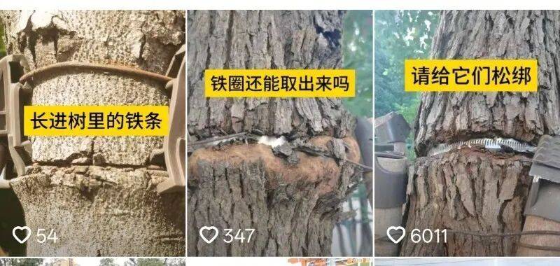 金属卡箍嵌进树里<strong></p>
<p>神州泰岳股票</strong>,苏州一网民发视频喊话相关部门给树木“松绑” !当地回应:已全部拆除